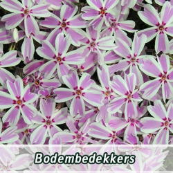 _bodembedekkers