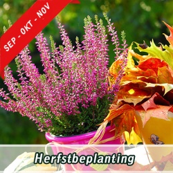 _herfstbeplanting3