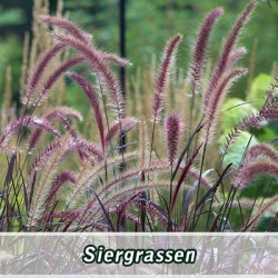 _siergrassen
