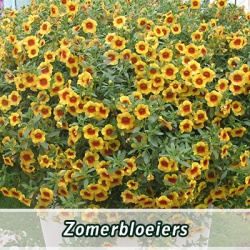 _zomerbloeiers