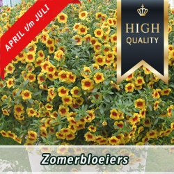 _zomerbloeiers2