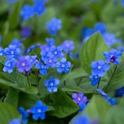 a-amerikaans-vergeet-me-nietje-omphalodes-verna