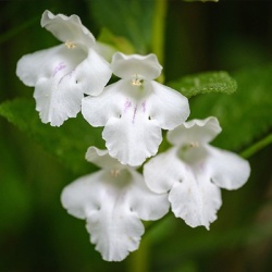 a-bijenblad-melittis-melissophyllum-alba