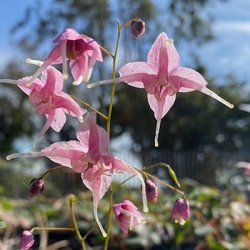 a-elfenbloem-epimedium-grandiflorum-pretty-in-pink