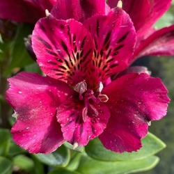 a-incalelie-alstroemeria-compact-leonie
