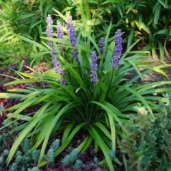 a-leliegras-liriope-muscari-moneymaker