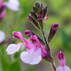 a-salie-salvia-greggii-joy