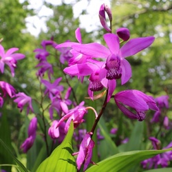 aardorchidee---winterharde-tuinorchidee-bletilla-striata