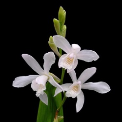 aardorchidee-winterharde-tuinorchidee-bletilla-striata-alba