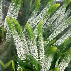 aarereprijs-veronica-spicata-snow