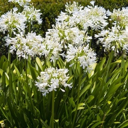 afrikaanse-lelie-agapanthus-africanus-albus