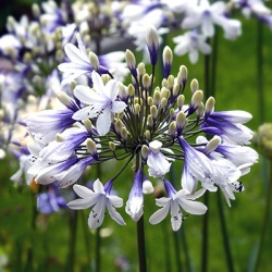afrikaanse-lelie-agapanthus-africanus-twisters