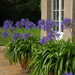 afrikaanse-lelie-agapanthus-dark-blue