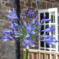 afrikaanse-lelie-agapanthus-hybride-tornado