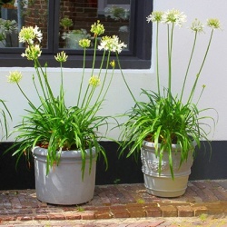 afrikaanse-lelie-agapanthus-white