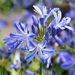 afrikaanse_lelie_agapanthus-charlotte-eu20851vr
