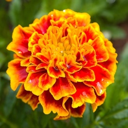 afrikaantje-tagetes-x-patula-texana-flames