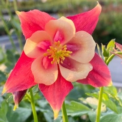 akelei-aquilegia-early-bird-red-white