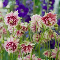 akelei-aquilegia-nora-barlow