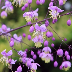 akeleiruit-thalictrum-delavayi-ankum