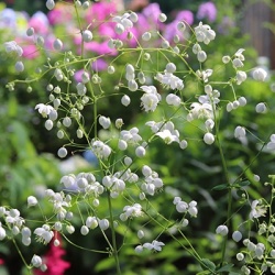 akeleiruit-thalictrum-delavayi-splendide