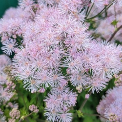 akeleiruit-thalictrum-nimbus-pink