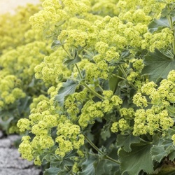 alchemilla-mollis-thrillers