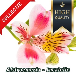 alstroemeria