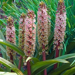 ananaslelie-eucomis-comosa-sparkling-rosy