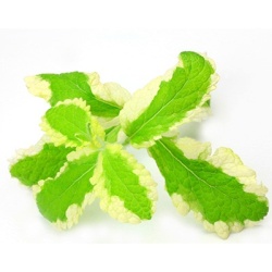 ananasmuntbont-appelmunt-mentha-suaveolens-ananas