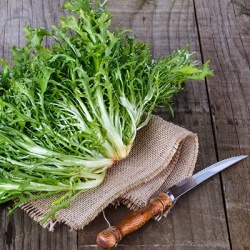 andijvie-cichorium-endivia4