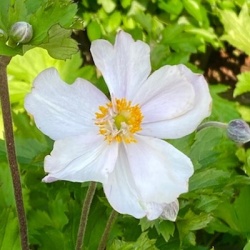 anemoon-anemone-hybrida-dreaming-swan