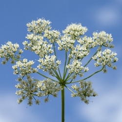 anijs-pimpinella-anisum
