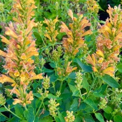 anijsplant-dropplant-agastache-porquito-butter-yellow
