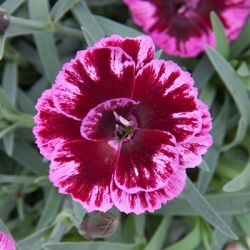 anjer-dianthus_diantica_darkpurple