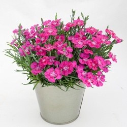 anjer-dianthus_pillow-purple