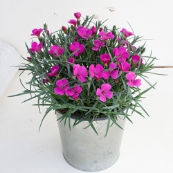 anjer-dianthus_pillow_magenta