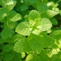 appelmunt_mentha-rotundifolia