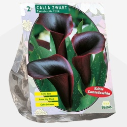 aronskelk_calla-zantedeschia-black-per-2