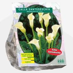 aronskelk_calla-zantedeschia-wit-per-3