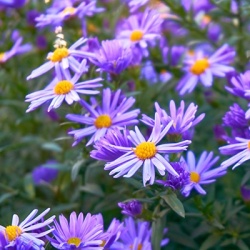 aster-aster-oblongifolius-october-skies