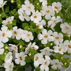 bacopa-sutera-bacopa-gulliver-dynamic-white