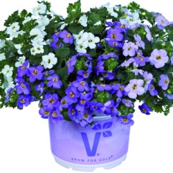 bacopa_sutera-diffusus-bacopa-baristo-giga-trio-white-blue-lavendervolmary