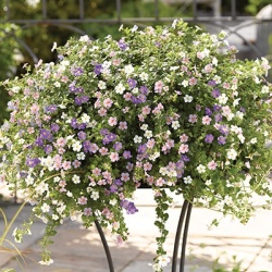 bacopa_sutera-diffusus-scopia-mixmasters-venus