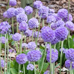 balprimula-primula-denticulata-corolla-blue