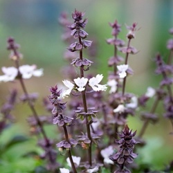 basilicum-ocimum-tenuiflorum