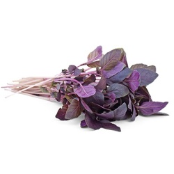 basilicum-rood-ocimum-purpurascens