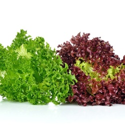batavia-sla-groen--rood-lactuca-sativa-crisp-lettuce