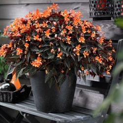 begonia_begonia-boliviensis-glowing-embers-orange