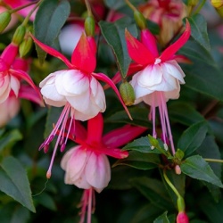 bellenplant-fuchsia-cultivars-leonita-double-leonita-double-red-whites